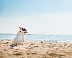 愛犬とくつろぐお部屋食付きプラン