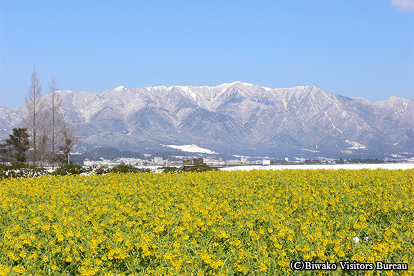 第1なぎさ公園 菜の花畑